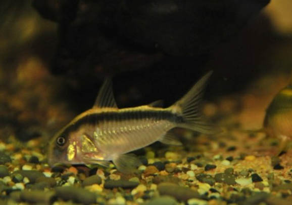 印第安鼠的飼養(yǎng)環(huán)境