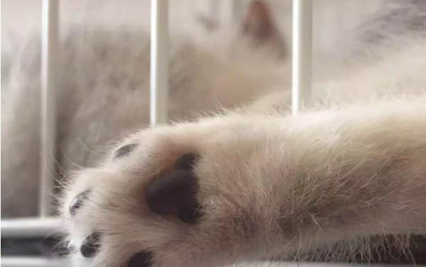 一個月的小貓洗澡后流眼淚、拉肚子