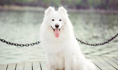 薩摩耶犬訓練技巧有哪些