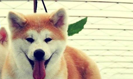 自己怎么給狗狗剪毛
