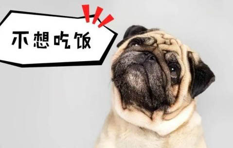 訓練狗狗都應該注意哪些事項