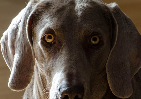 美國水獵犬的體高是多少