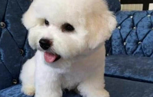 狗生死胎的四種原因及處理方法