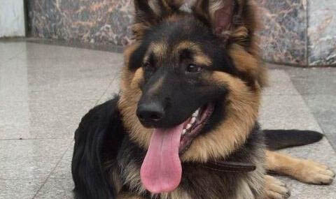 德牧犬吃什么牌子的狗糧好