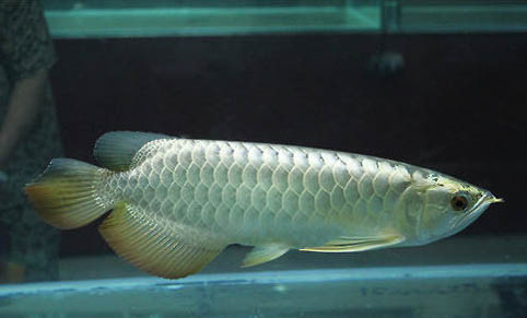 銀龍魚和鸚鵡能混養嗎