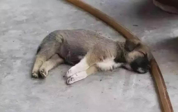 狗感冒會流口水嗎
