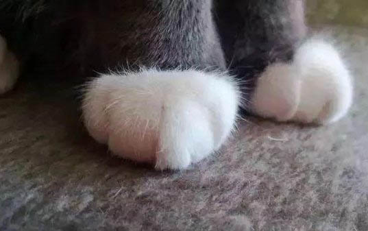 如何飼養貓咪?