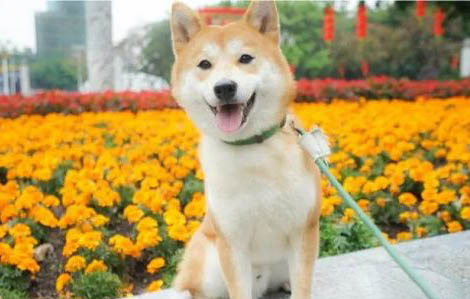 柴犬和哈士奇哪個好