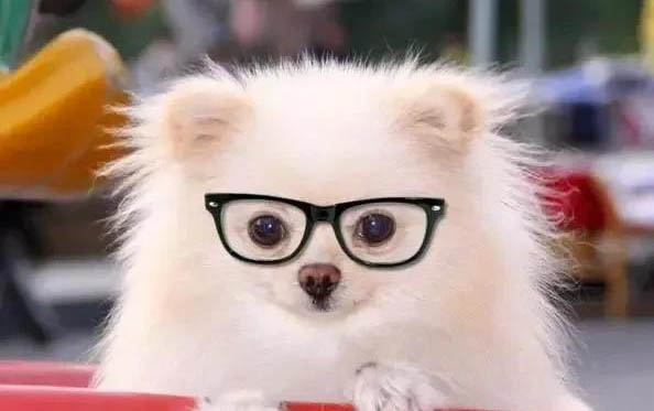 狗狗的一只眼睛變渾濁的原因