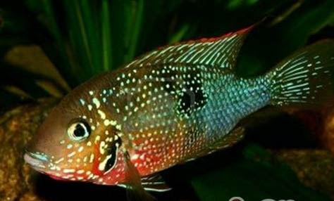 熱帶魚缸怎么養水