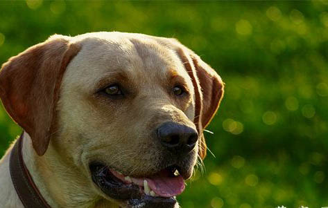 腸道性犬瘟還能活多久