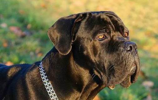 怎么讓卡斯羅犬拉屎