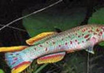 怎么快速用自來水養(yǎng)魚