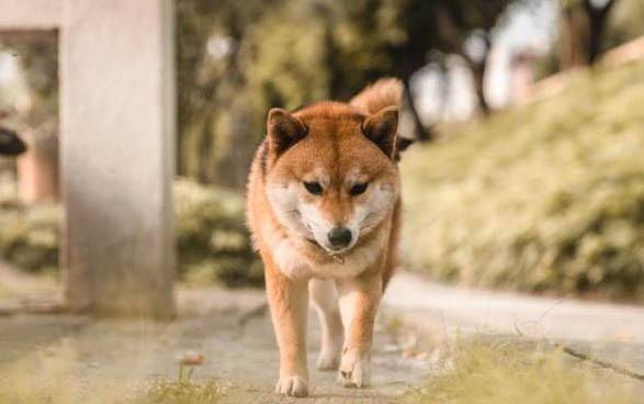 拉布拉多和邊牧混血的狗狗聰明不聰明