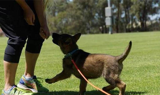 幼犬冠狀病毒好轉的征兆