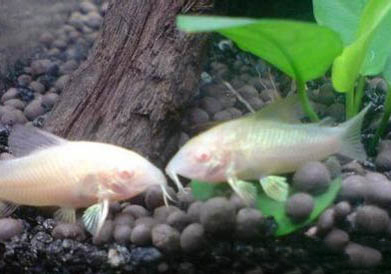 鼠魚為什么容易死