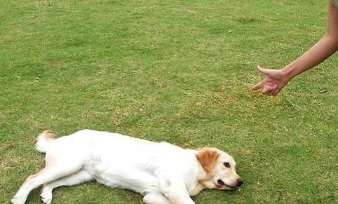 犬瘟后遺癥多久能恢復
