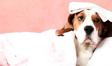 棉花面紗犬哪里有賣