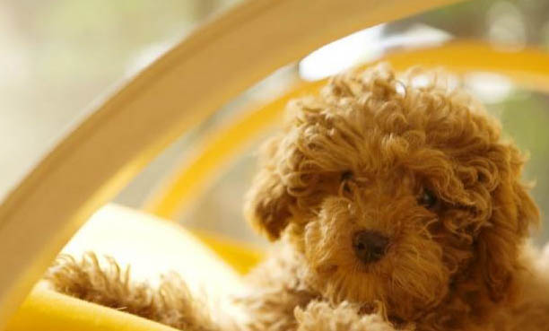如何分辨犬窩咳