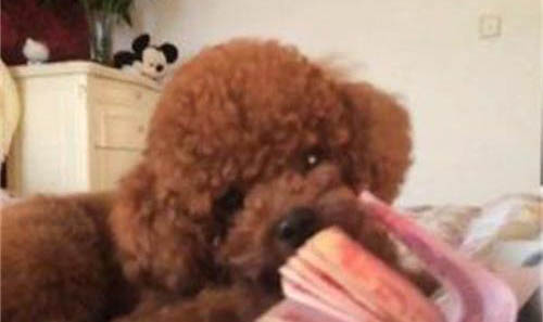 狗狗細小一般幾天過危險期