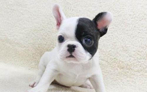 法國斗牛犬和英國斗牛犬哪個好