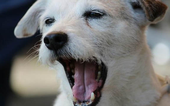 狗狗要幾個月生小狗崽