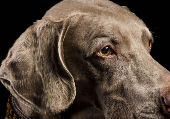 不列塔尼獵犬哪里有賣
