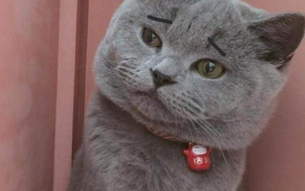貓咪一直發(fā)抖