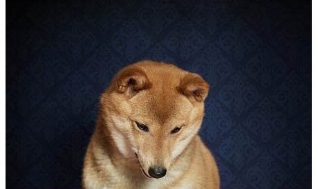 狗狗驅(qū)蟲多久能拉出來