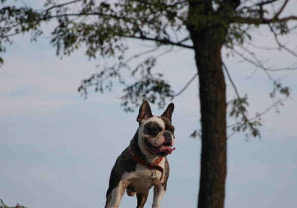 法國斗牛犬和英國斗牛犬哪個好