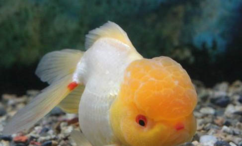 瑪麗魚一次可以繁殖多少