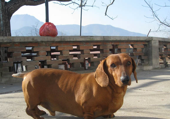臘腸犬多少錢一只