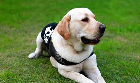 導盲犬為什么不能摸
