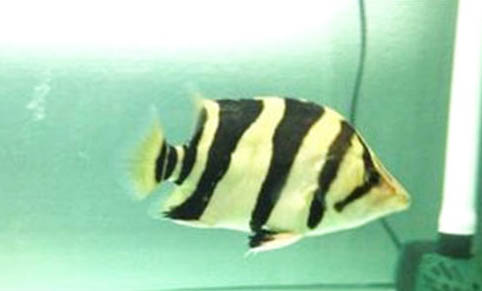 虎魚怎么養