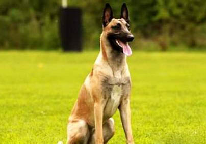 馬犬犬怎么喂養(yǎng)馬犬怎么訓(xùn)練