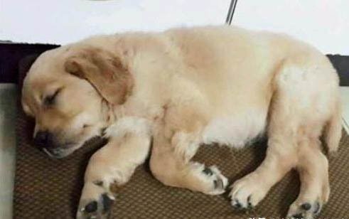 狗狗洗完澡眼睛睜不開了怎么辦