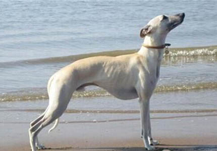比特犬一只多少錢