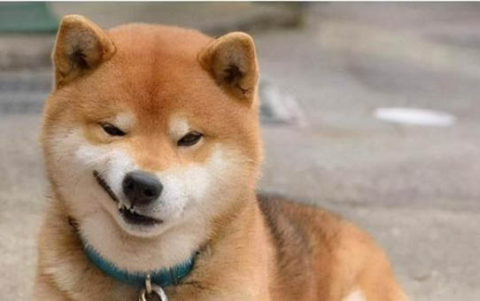 狗狗狗狗能不能吃蘋果