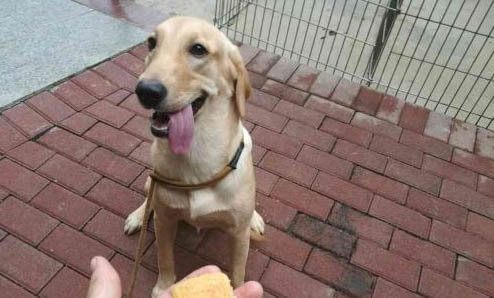 犬瘟傳染狗嗎,狗狗患上犬瘟初期的癥狀有哪些