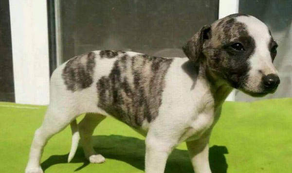 惠比特犬訓練方法
