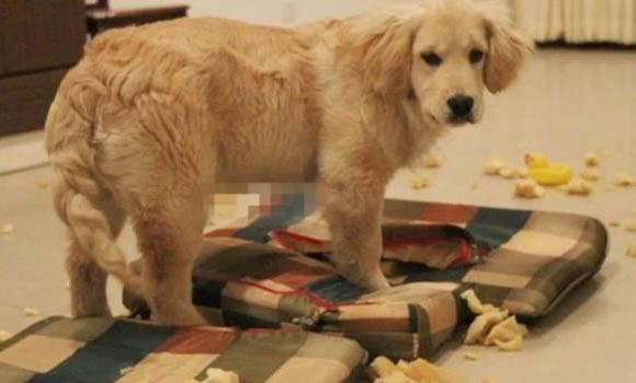 高加索犬一個月開銷