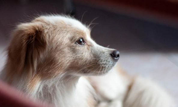 狗狗養多久可以從強犬瘟免疫開始抗體