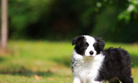 犬瘟傳染需要多久