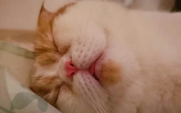 貓可以吃板栗不