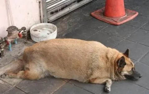 狗身上有硬硬的像結痂一樣