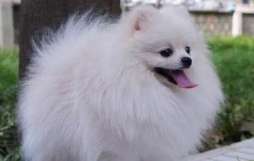 博美犬怎么樣好養(yǎng)么？