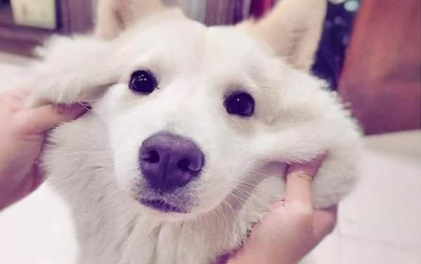 哪些犬不掉毛