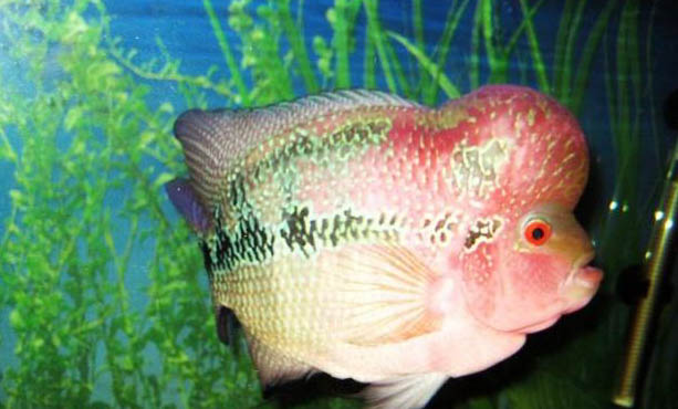 羅漢魚退沙需要注意什么