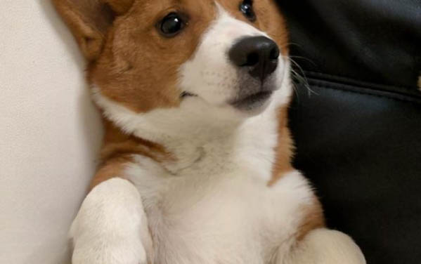 怎么讓狗狗安靜下來