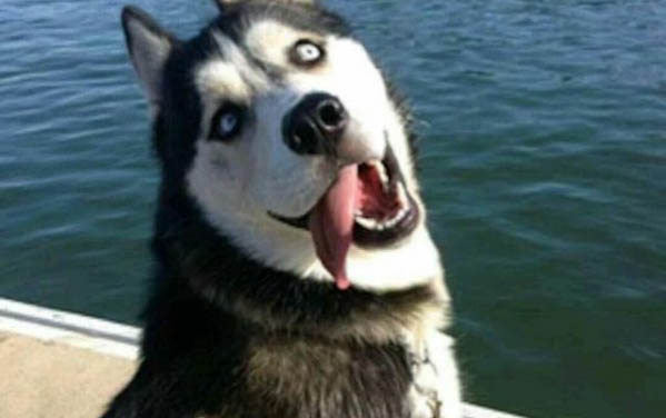 不會掉毛的狗狗有哪些圖片